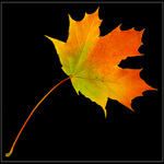 <b>UNITED COLORS<br>OF AUTUMN III<br>