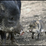 Mááámííí póóóčkéééj