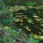 Podzimní nálada III