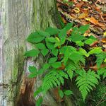 Podzimní nálada IV