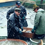 Rybník Olšovec - výlov (foto č. 2)