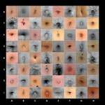 je libo zahrát si šachy ?