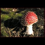 Muchomurka ďublikovaná