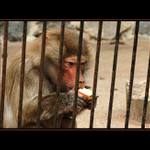 namíchnutá opice s přepáleným jablkem