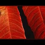 do ruda podzimem listy zbarvené