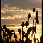 Západ slunce v Makovicích