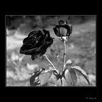 Black Rose