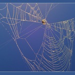 blue spiders web