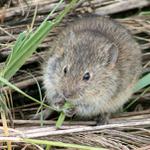 Hraboší předzimní sváča