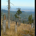 Krkonošské hvozdy