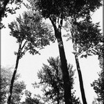 Proč nenosím z lesa houby