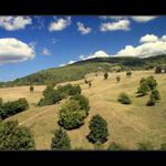 na banátských pastvinách