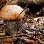 A tak si tam rostl...