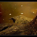 OREL - aneb flájský kořen trochu jinak