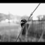 ....láska v trávě