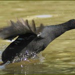 Kdo zachrání kohoutka??