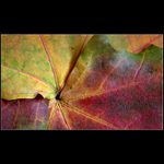 Jesenne metamorfozy...