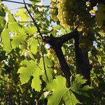Müller Thurgau<br>&nbsp;&nbsp;ročník 2004