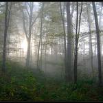 Ráno v lese