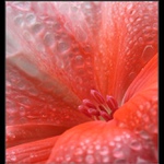 Krása pelargónie I