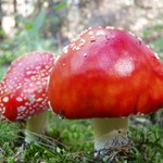 A potom že nerostou