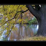 Podzimní krasický rybník