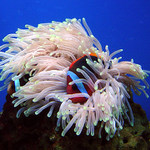 Nemo ležící, spící