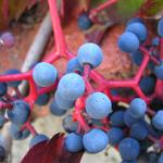 přísavník pětilistý