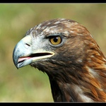 ... dravec podruhé ...