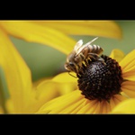 Mája a její samsára