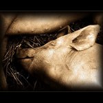 Línej jako prase...