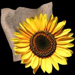 Balada o konci letního slunce