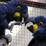 trochu máku do zobáku