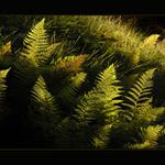 Zátiší s kapradinami