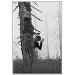 *- Lesní Skřítek-*