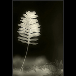 <strong>[ zahrada ticha II. ]</strong>