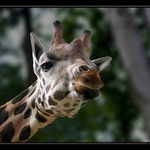 Žirafa Rothschildova