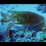 korytnačka na obede