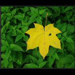 Střelen přímo do srdce