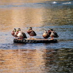 ...když je voda studená...