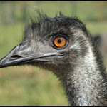 ten co snasi velka vejce