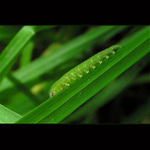 housenkáááááááá