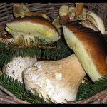 ___r o s t o u...___