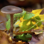 na tomhle snímku je houby vidět