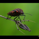 Kněžice pásovaná