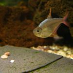 Tetra