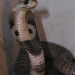 Brejlovec II