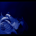 = Blue rose =