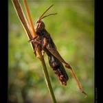 Vyděržaj pijanier!