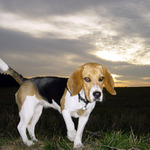 Beagle